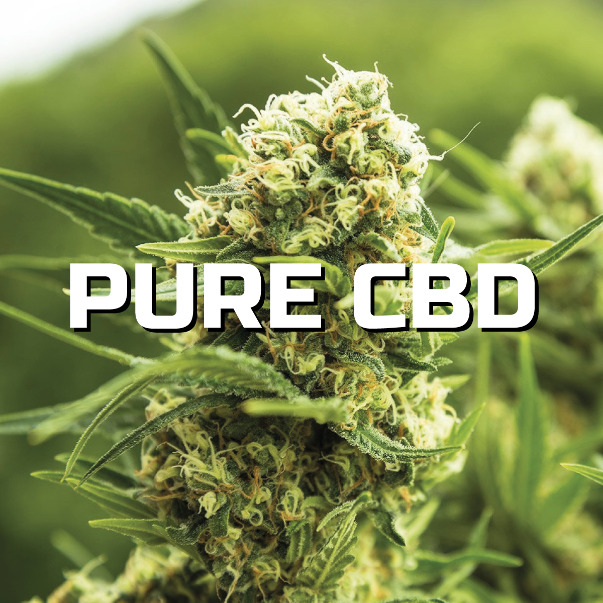 Pure CBD - Vendita di Infiorescenze di CBD di alta qualità a Torino e Genova