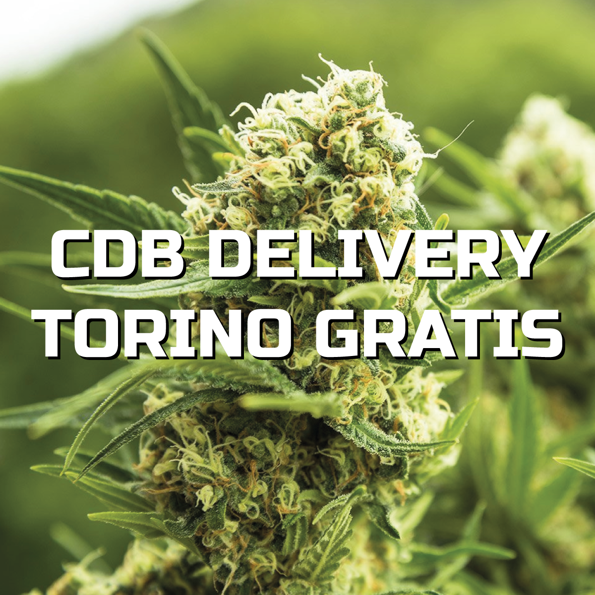 CBD DELIVERY TORINO GRATUITO