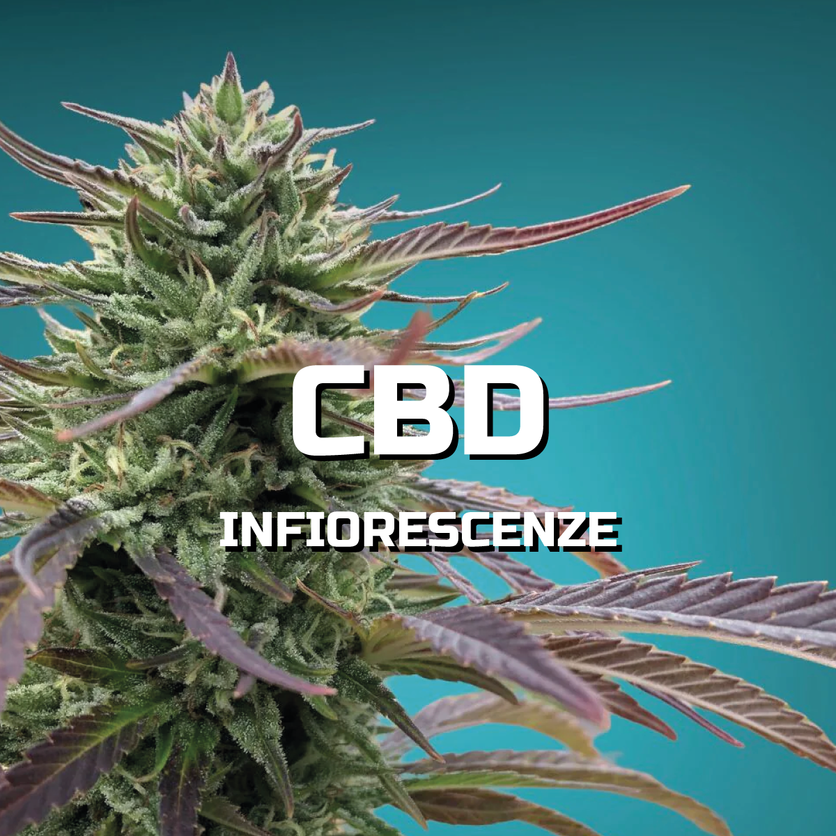 Le infiorescenze di CBD: caratteristiche e benefici