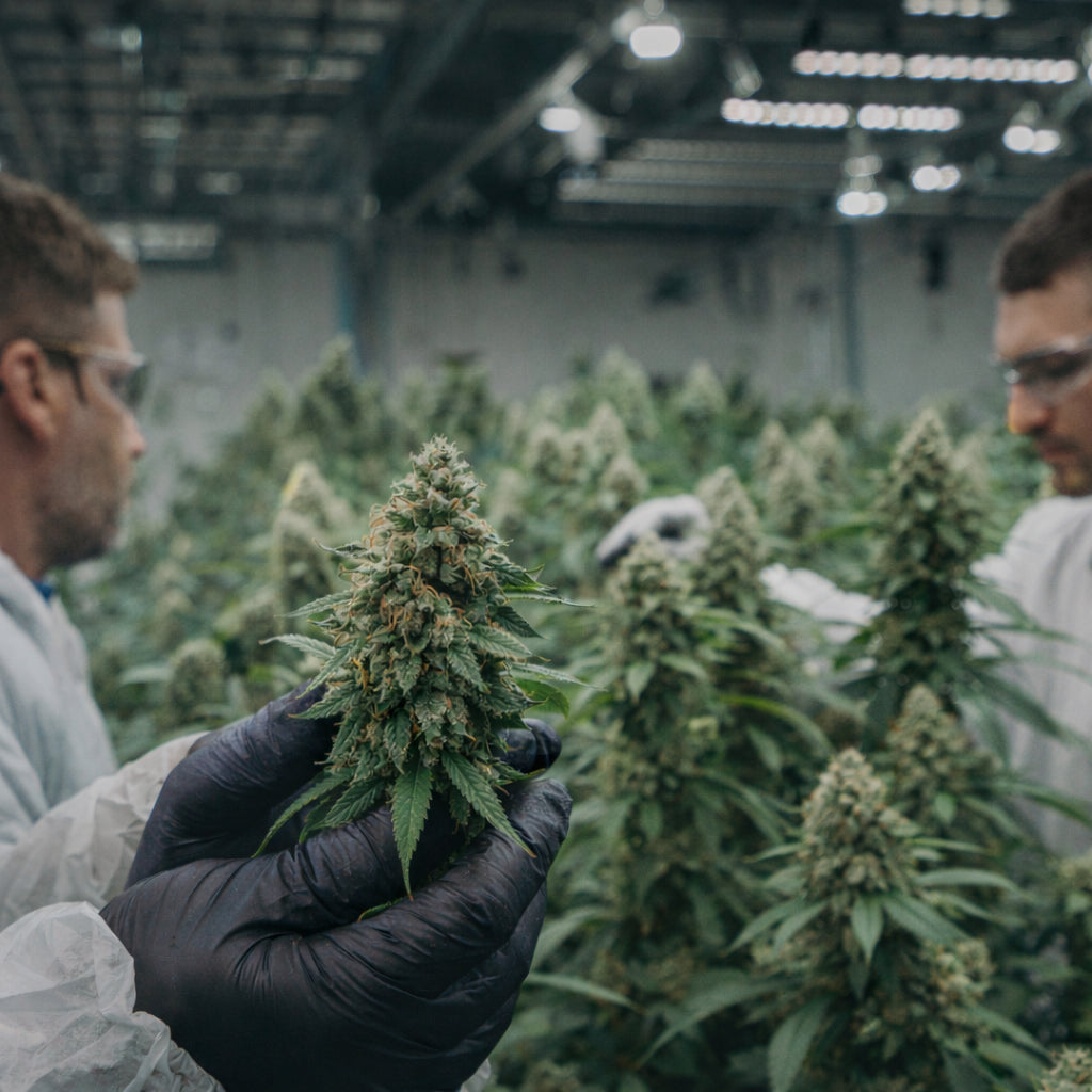 Produciamo cannabis light premium