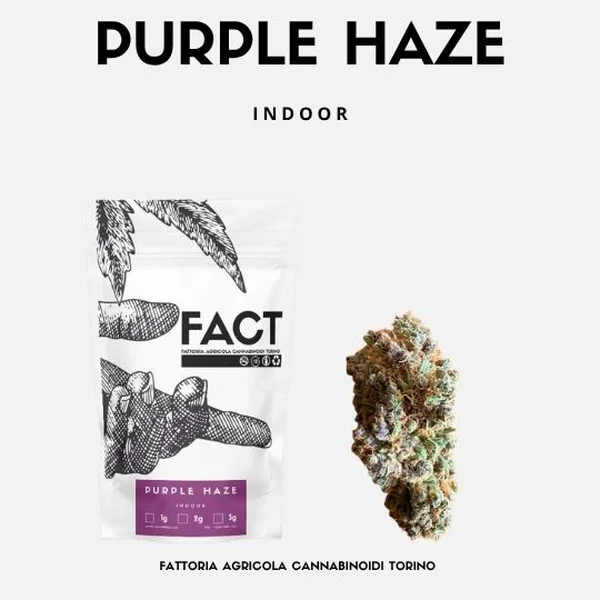 PURPLE HAZE - INDOOR